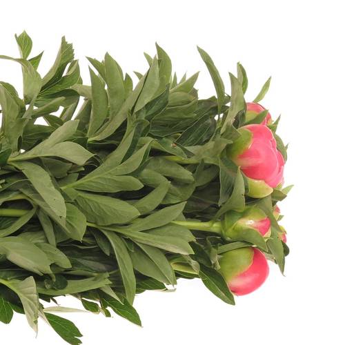 Pfingstrose pink Hawai 40cm