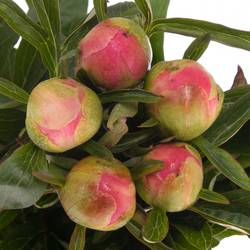 Pfingstrose pink Hawai 45cm