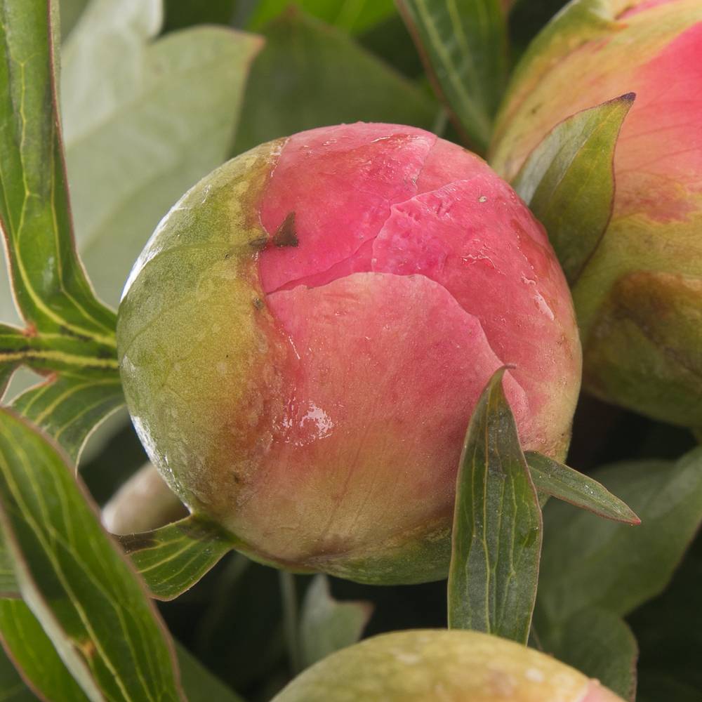 Pfingstrose pink Hawai 45cm