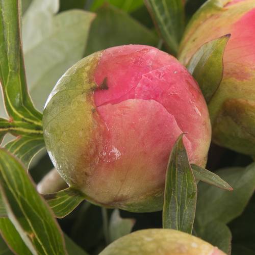 Pfingstrose pink Hawai 45cm