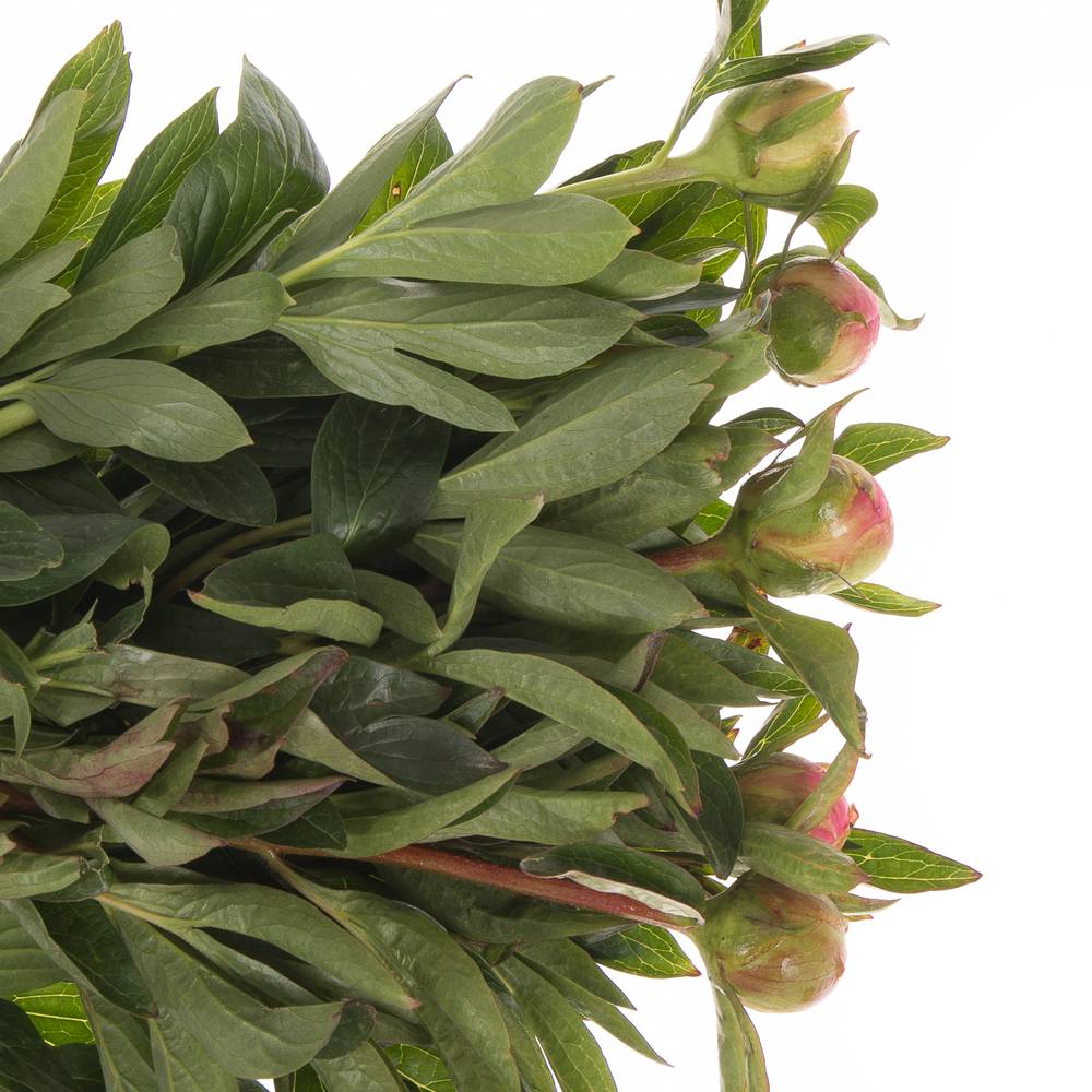 Pfingstrose pink Hawai 45cm