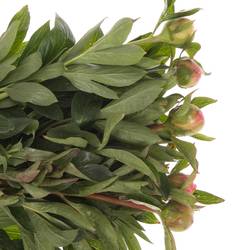 Pfingstrose pink Hawai 45cm