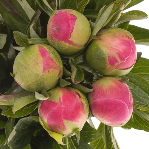 Pfingstrose pink Hawai Extra 60cm