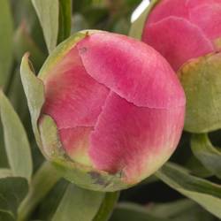 Pfingstrose pink Hawai Extra 60cm