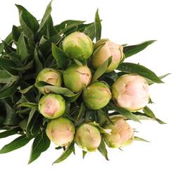 Pfingstrose rosa Miss America X10 60cm