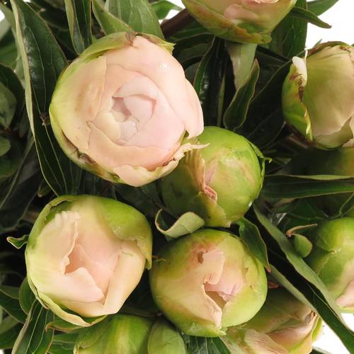 Pfingstrose rosa Miss America X10 60cm