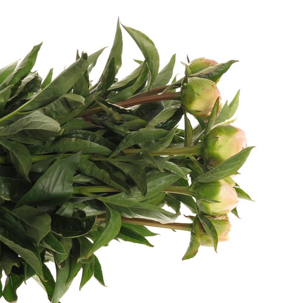 Pfingstrose rosa Miss America X10 60cm