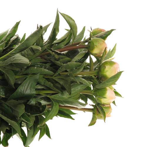 Pfingstrose rosa Miss America X10 60cm