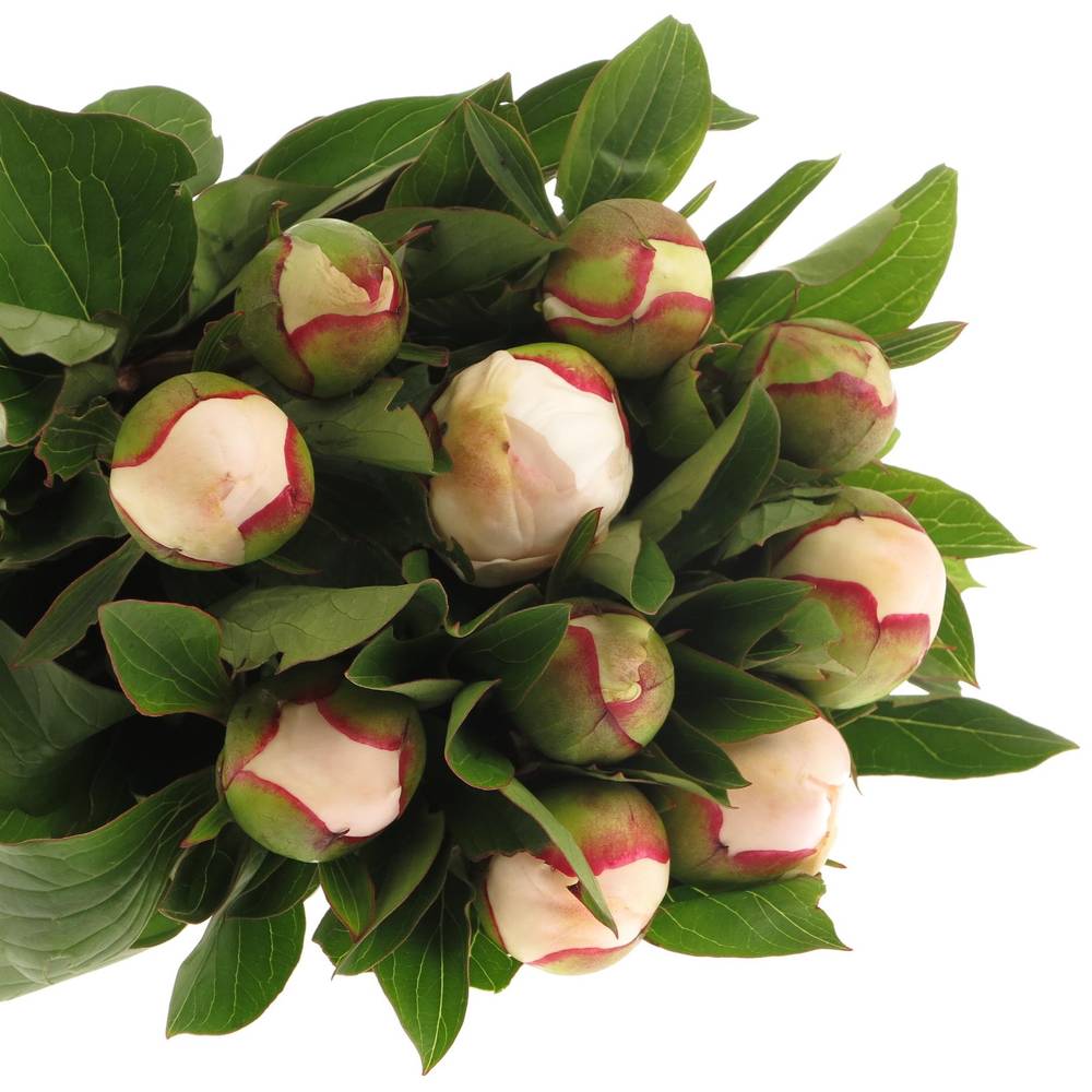 Pfingstrose weiss/rosa gefüllt Immaculee 40cm