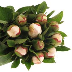 Pfingstrose weiss/rosa gefüllt Immaculee 40cm