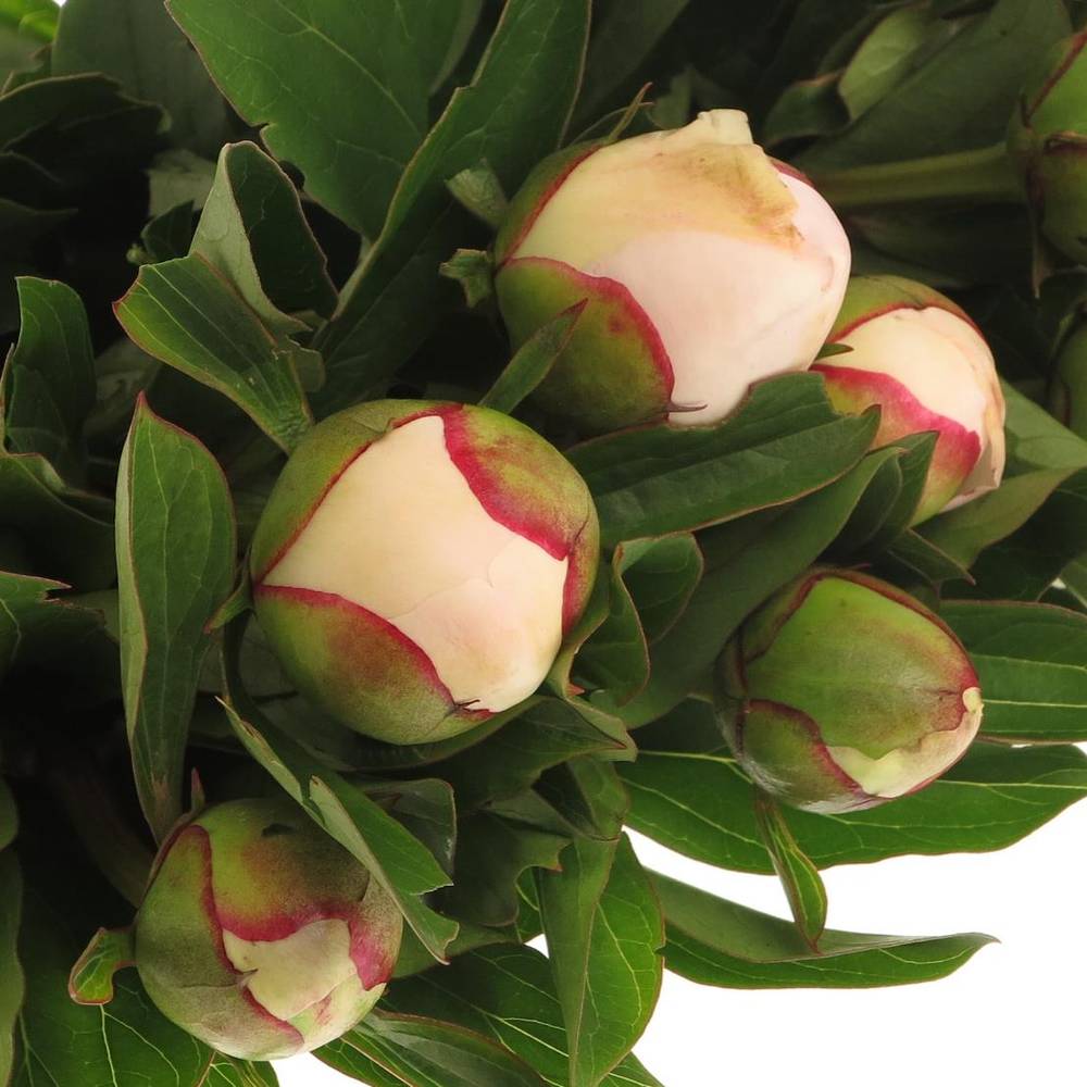 Pfingstrose weiss/rosa gefüllt Immaculee 40cm