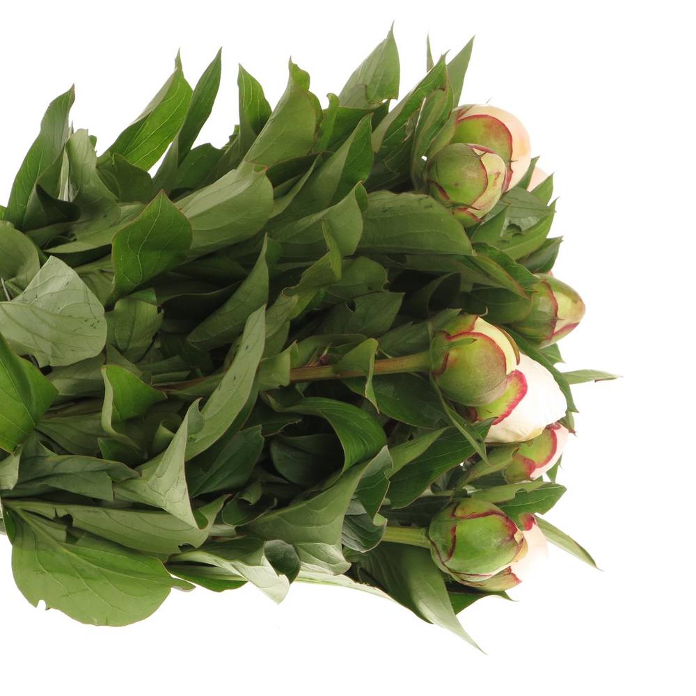 Pfingstrose weiss/rosa gefüllt Immaculee 40cm