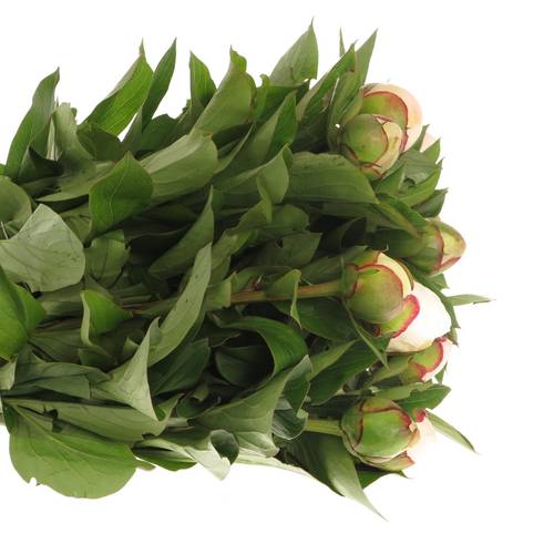 Pfingstrose weiss/rosa gefüllt Immaculee 40cm