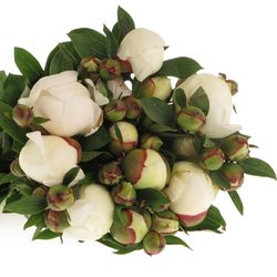 Pfingstrose weiss/rosa gefüllt Immaculee 50cm