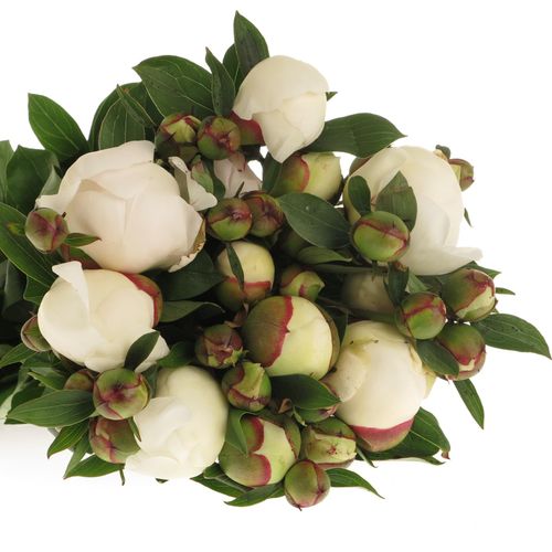 Pfingstrose weiss/rosa gefüllt Immaculee 50cm