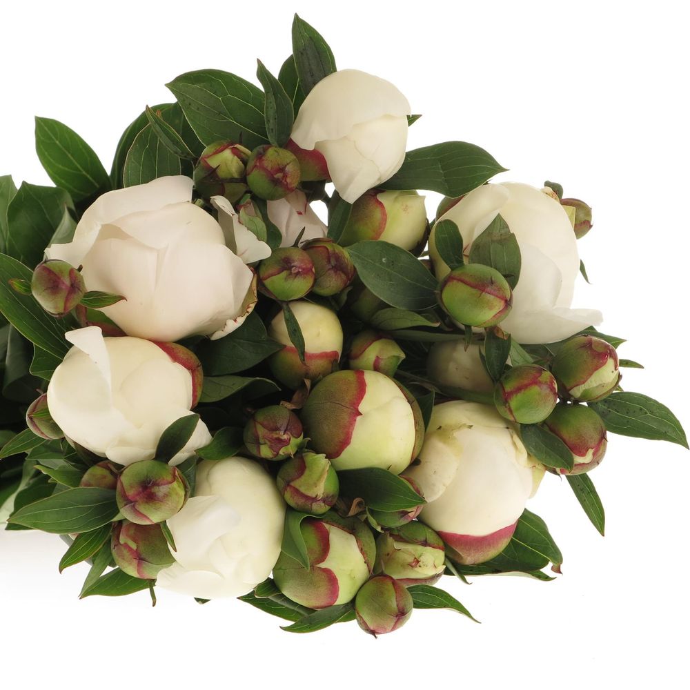 Pfingstrose weiss/rosa gefüllt Immaculee 50cm