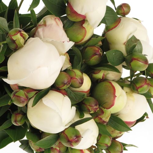 Pfingstrose weiss/rosa gefüllt Immaculee 50cm