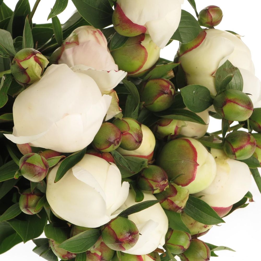 Pfingstrose weiss/rosa gefüllt Immaculee 50cm