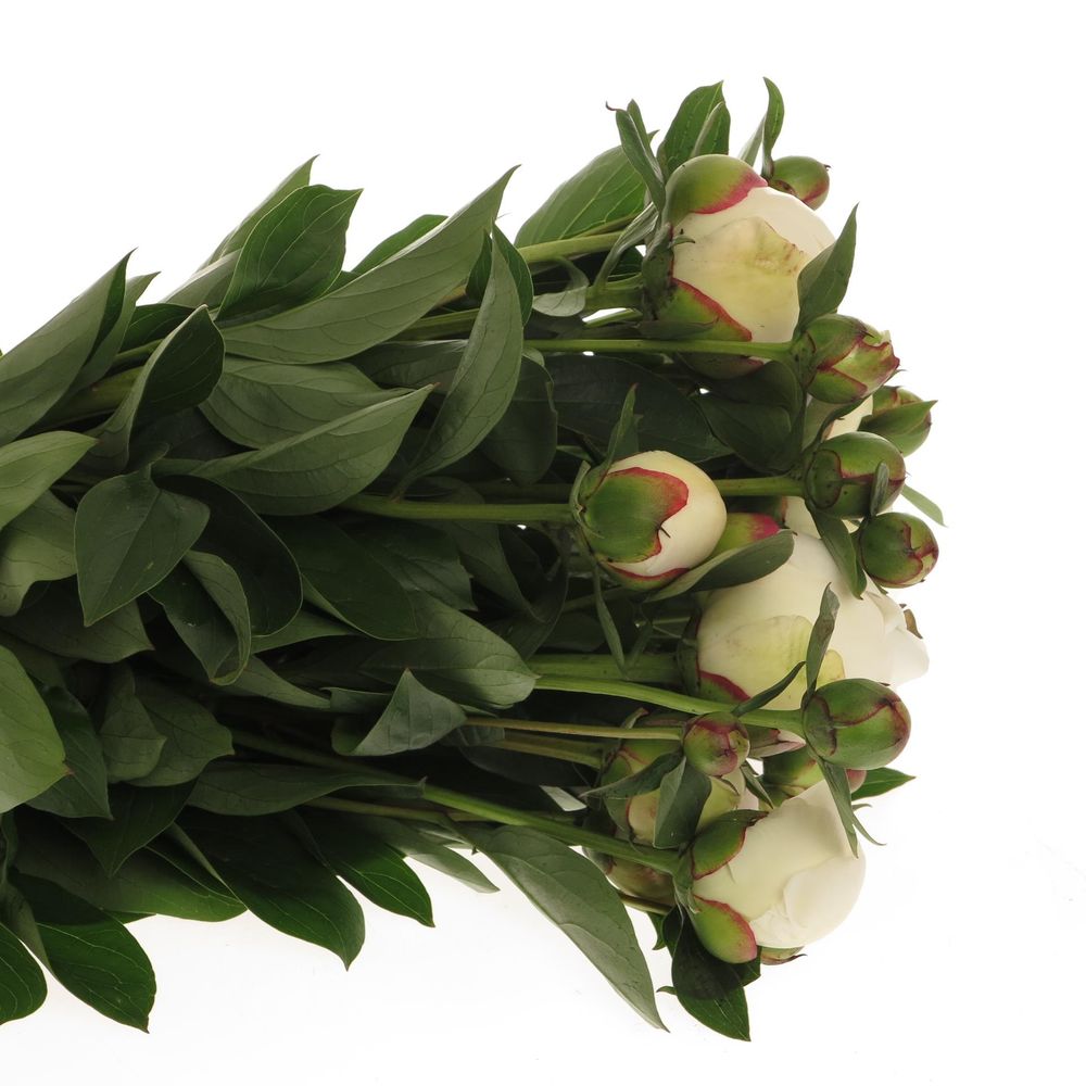 Pfingstrose weiss/rosa gefüllt Immaculee 50cm