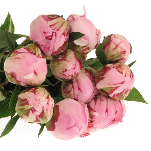 Pfingstrose rosa Sarah Bernard super 60cm
