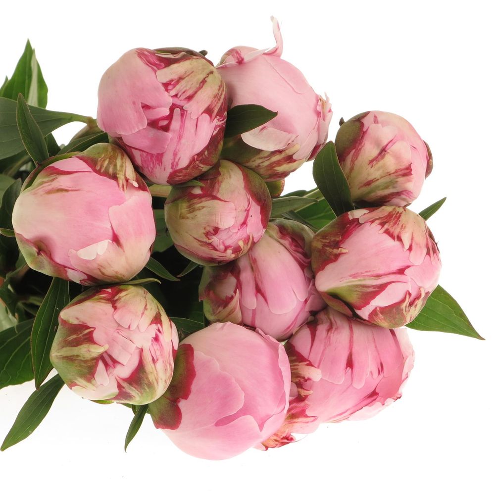 Pfingstrose rosa Sarah Bernard super 60cm
