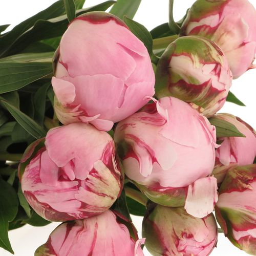 Pfingstrose rosa Sarah Bernard super 60cm