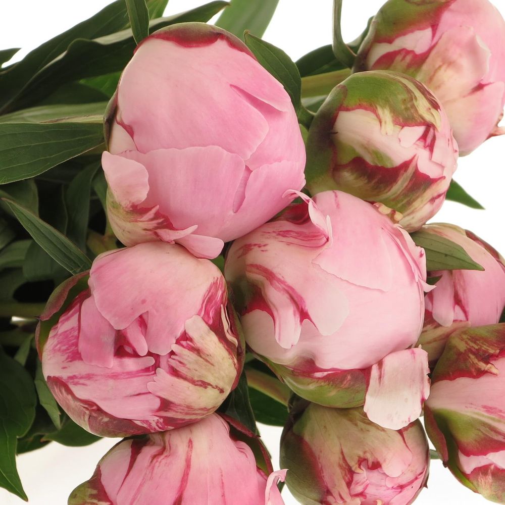 Pfingstrose rosa Sarah Bernard super 60cm