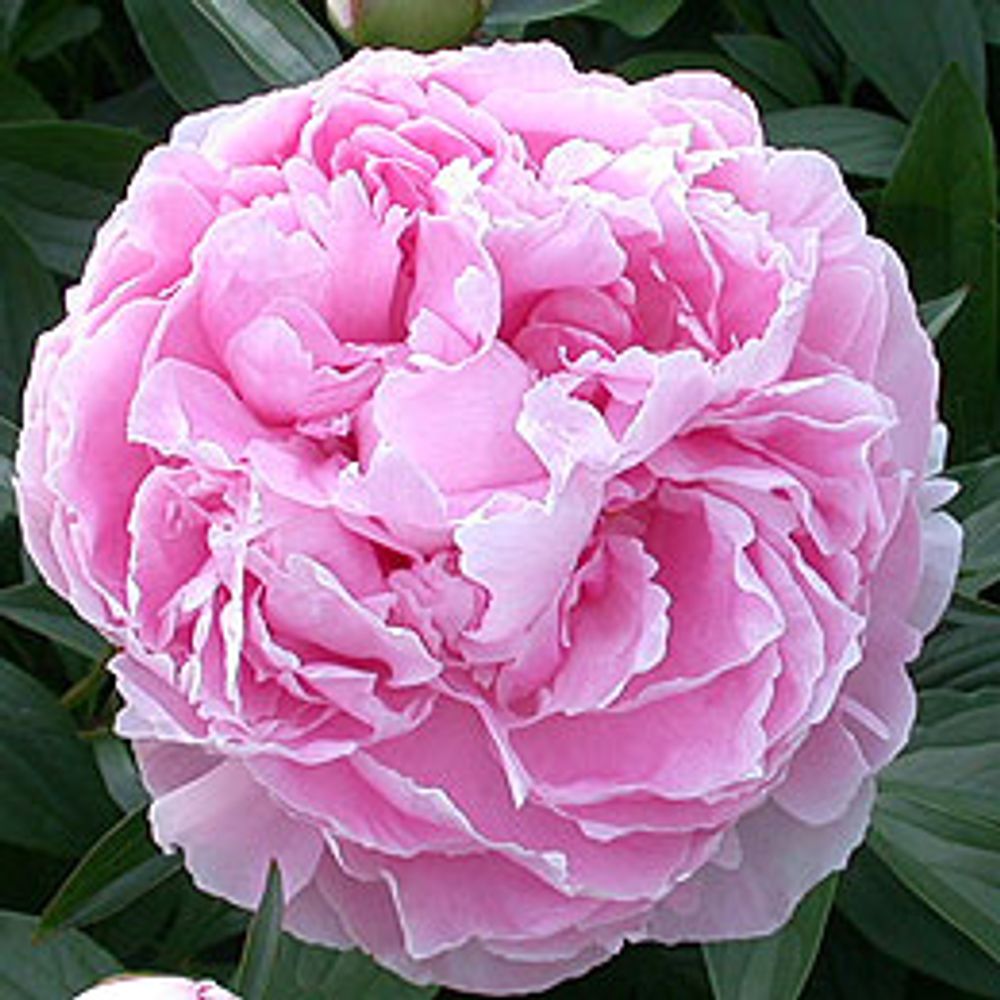 Pfingstrose rosa Sarah Bernard super 60cm