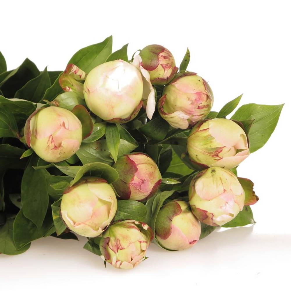 Pfingstrose rosa Jubileum 50cm