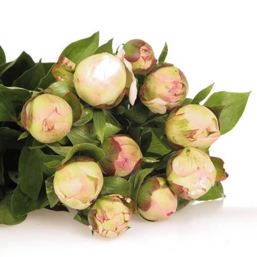 Pfingstrose rosa Jubileum 50cm