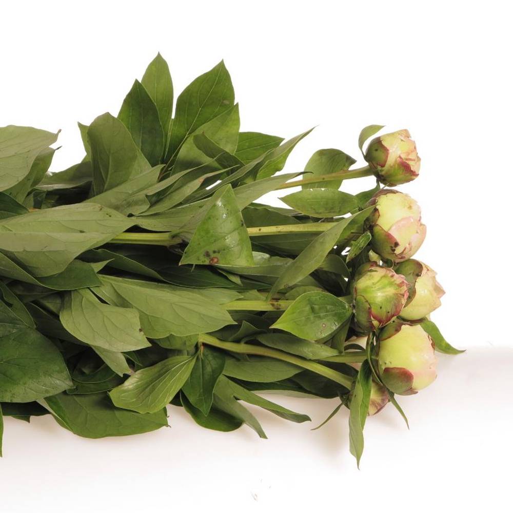 Pfingstrose rosa Jubileum 50cm