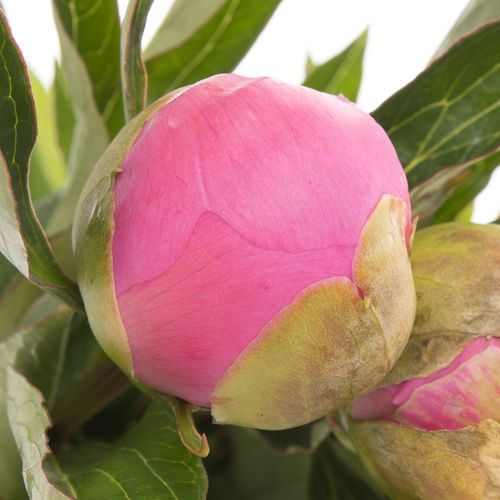 Pfingstrose pink gefüllt Jules 60cm