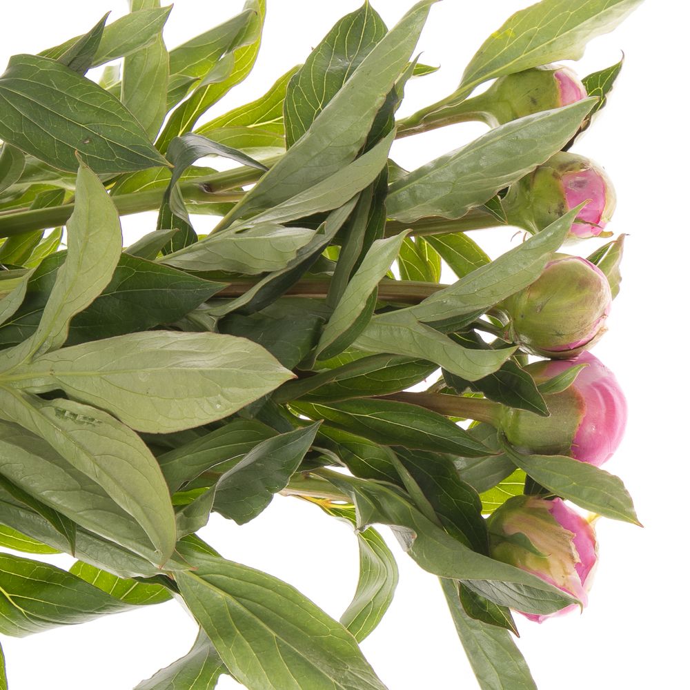 Pfingstrose pink gefüllt Jules 60cm