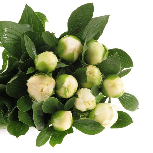 Pfingstrose weiss Leeuwen 55cm