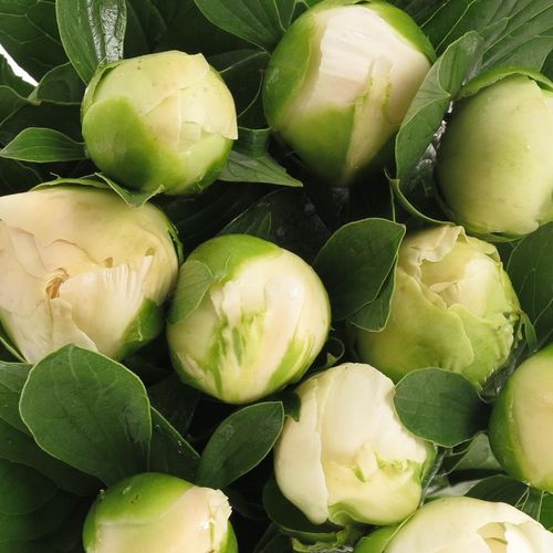 Pfingstrose weiss Leeuwen 55cm