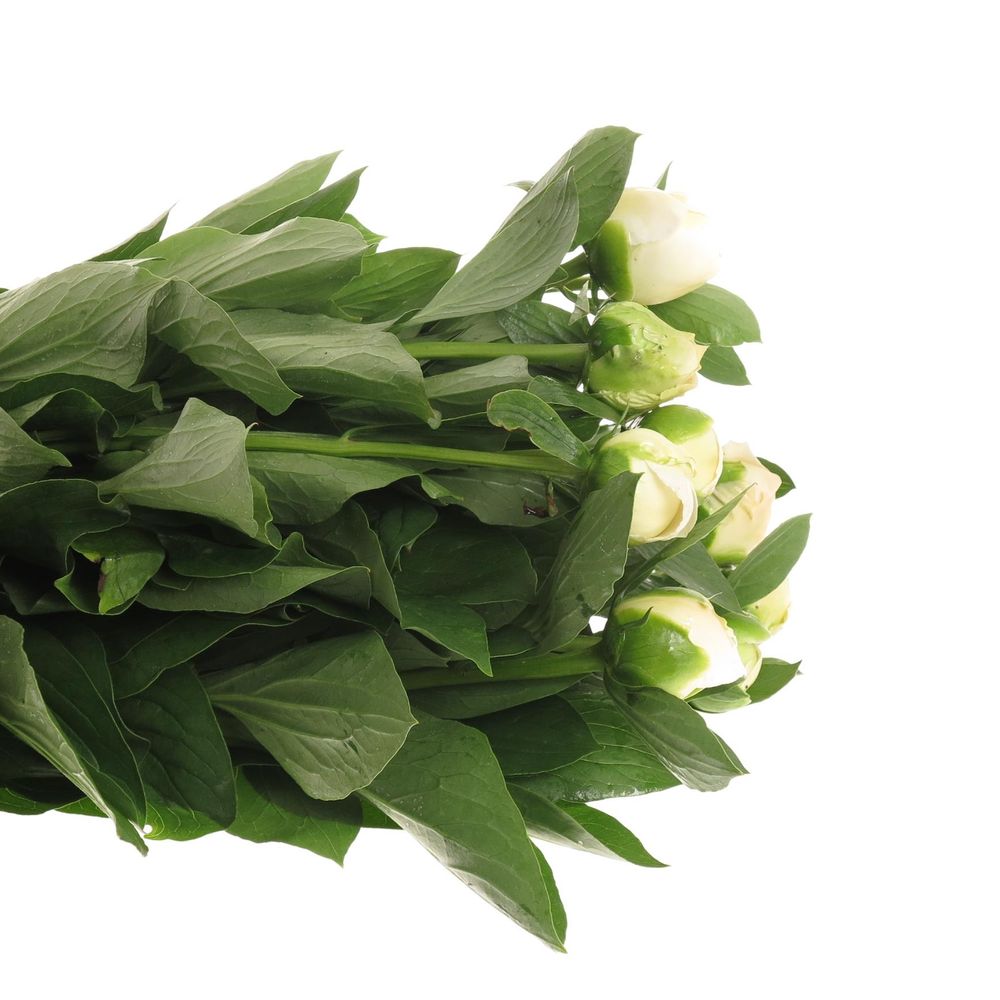 Pfingstrose weiss Leeuwen 55cm