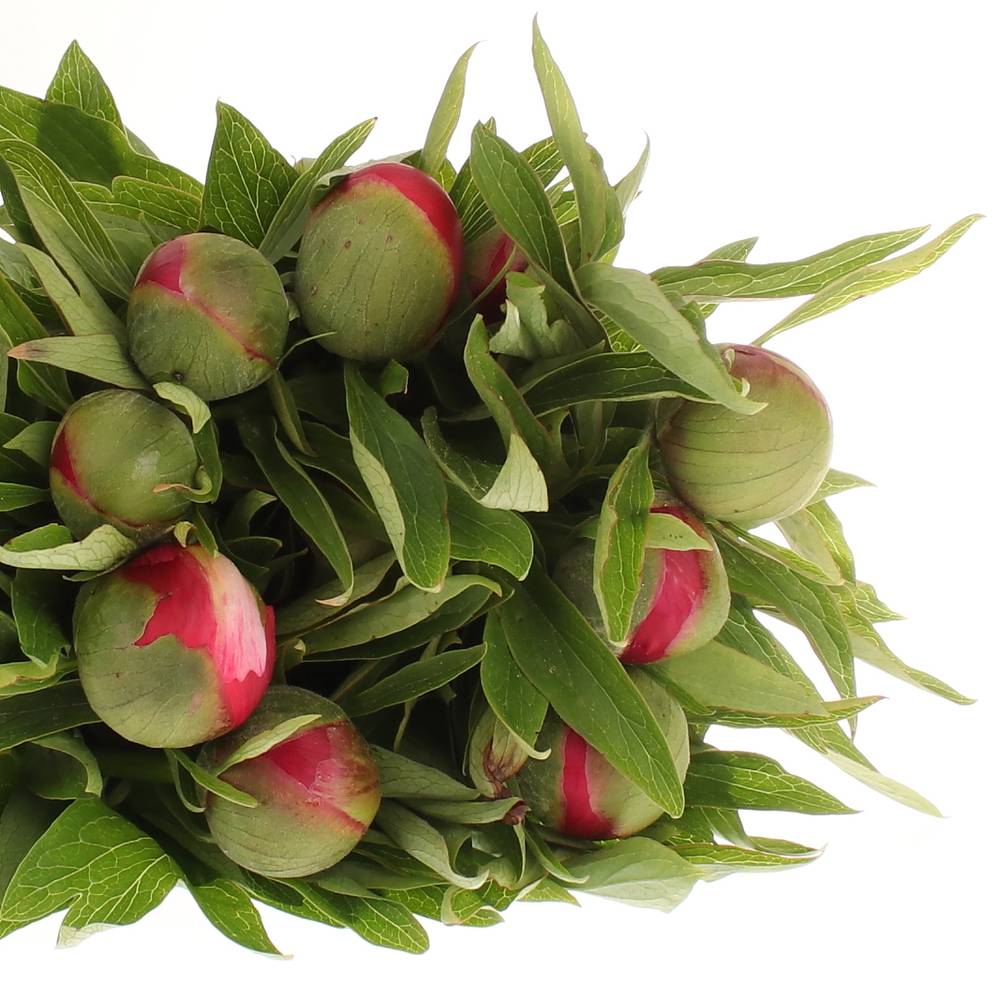 Pfingstrose rosa Officinalis 40 cm