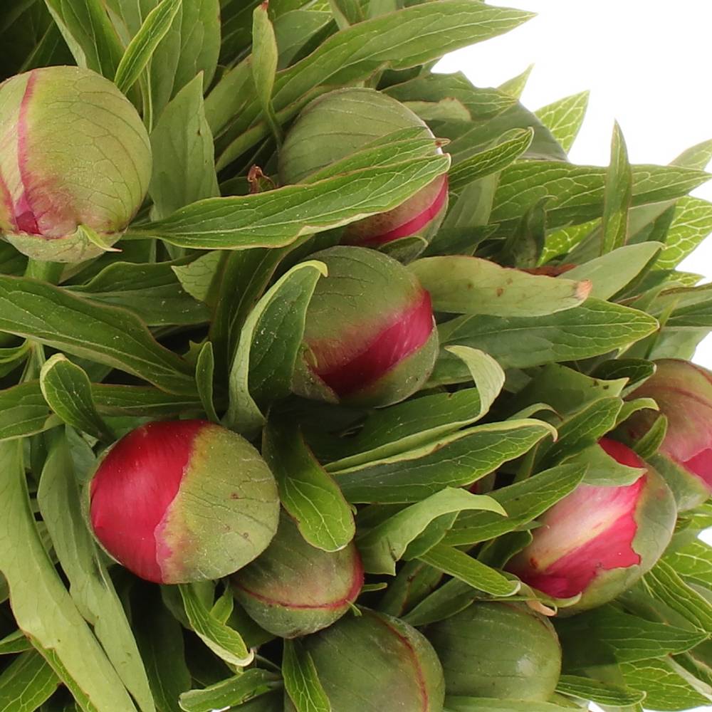 Pfingstrose rosa Officinalis 40 cm