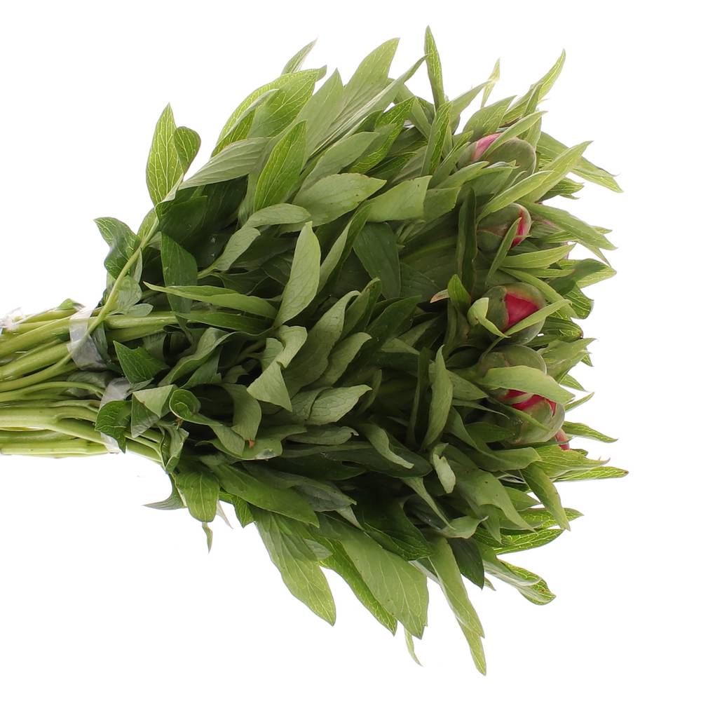 Pfingstrose rosa Officinalis 40 cm