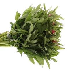 Pfingstrose rosa Officinalis 40 cm