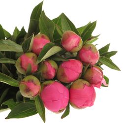 Pfingstrose pink Panther 55cm