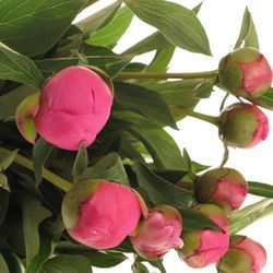 Pfingstrose pink Panther 55cm