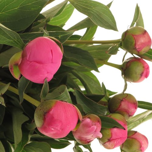 Pfingstrose pink Panther 55cm