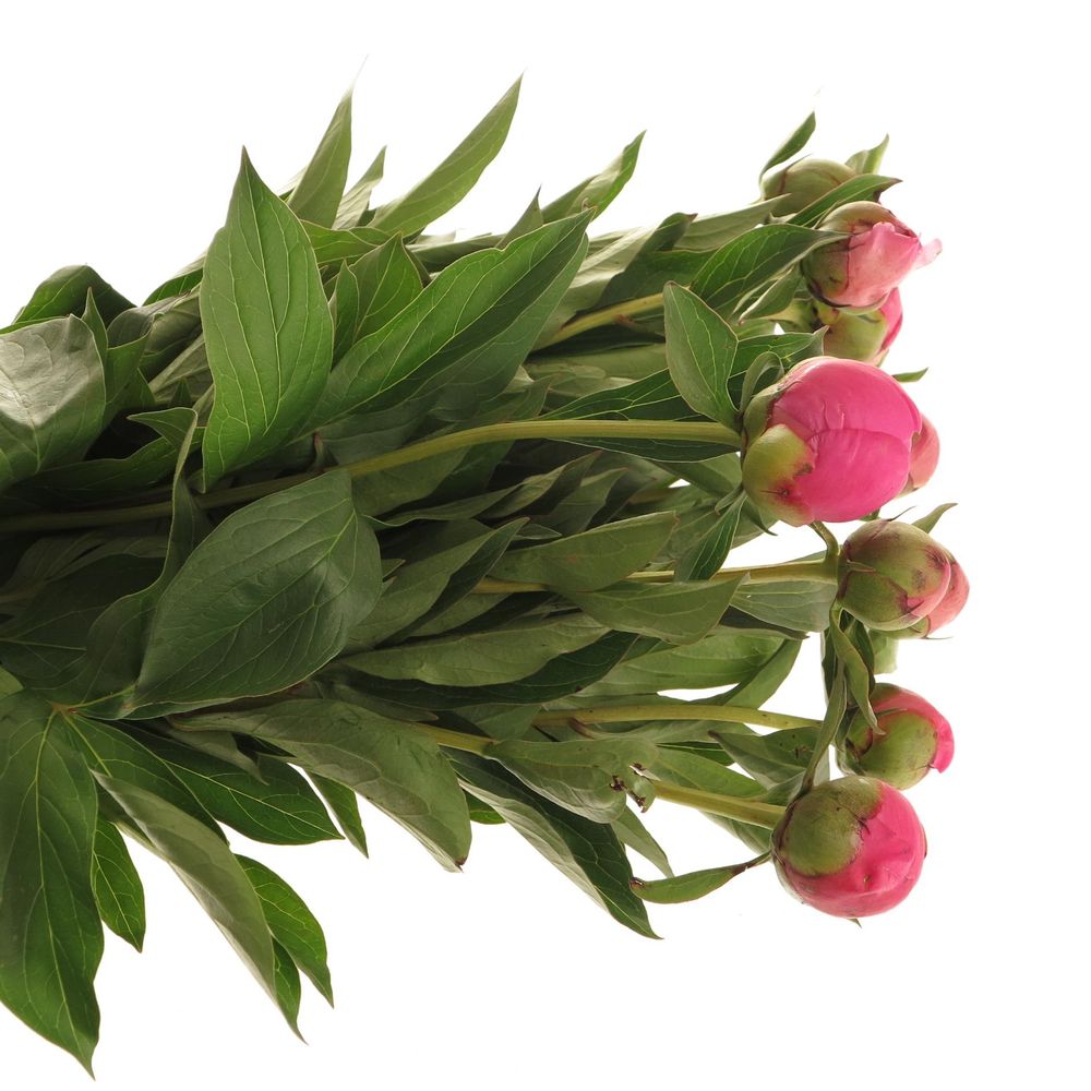 Pfingstrose pink Panther 55cm