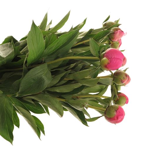 Pfingstrose pink Panther 55cm