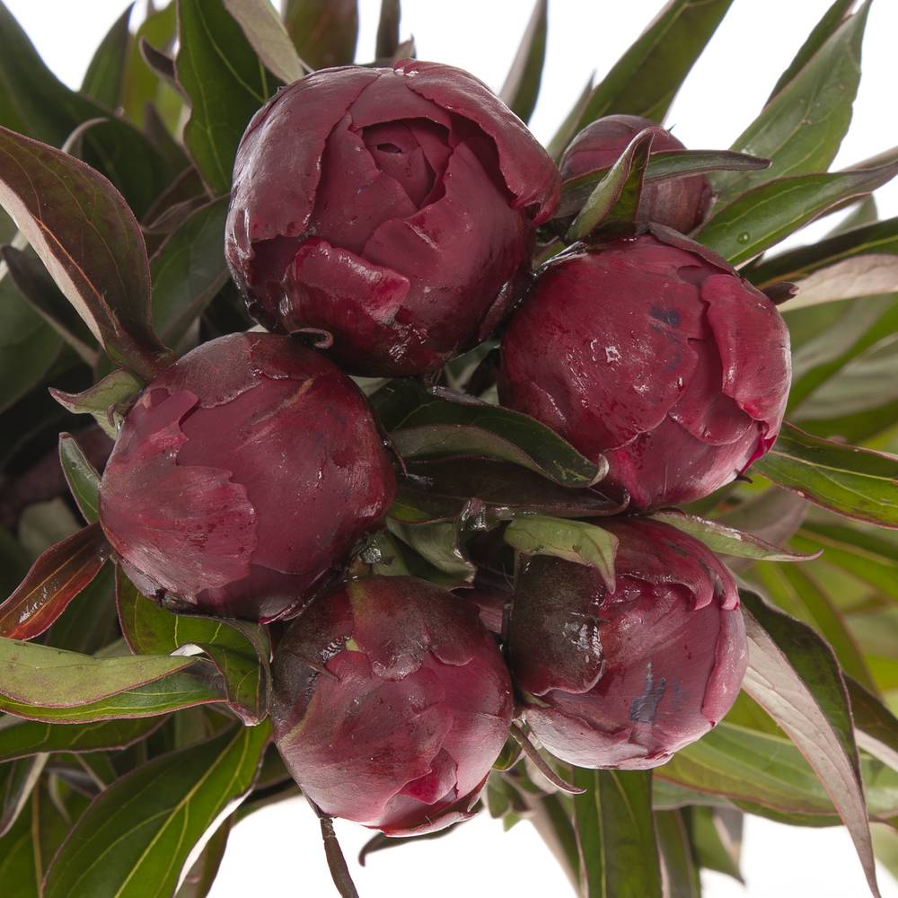 Pfingstrose rot gefüllt Peter 60cm