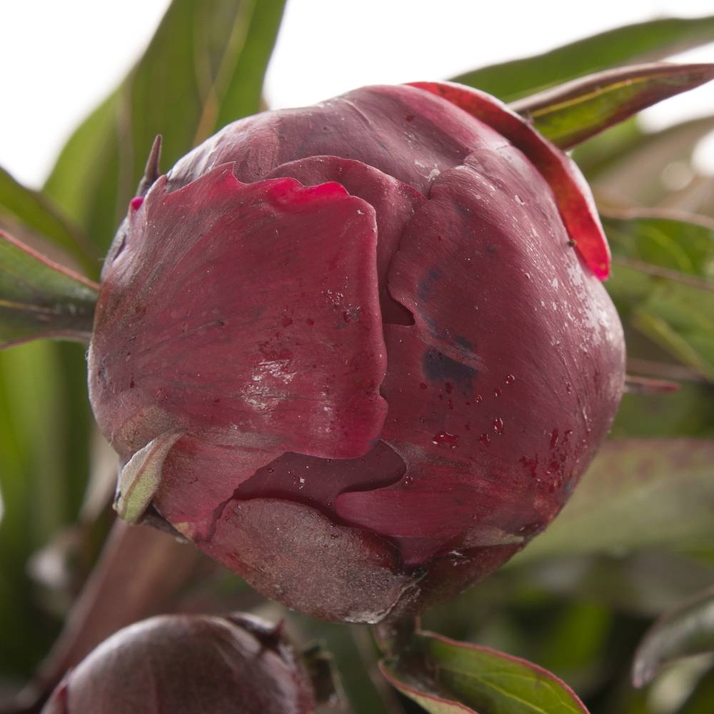 Pfingstrose rot gefüllt Peter 60cm