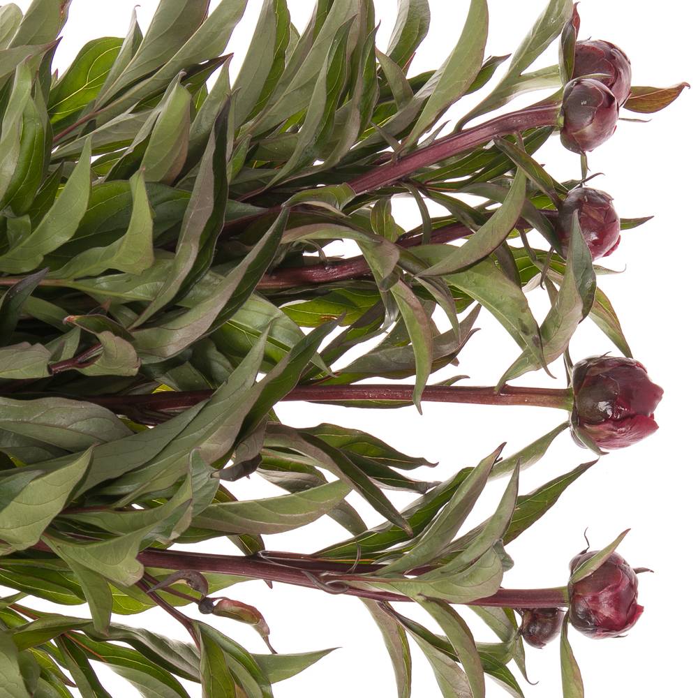 Pfingstrose rot gefüllt Peter 60cm