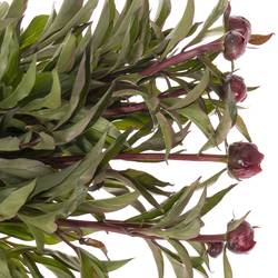 Pfingstrose rot gefüllt Peter 60cm