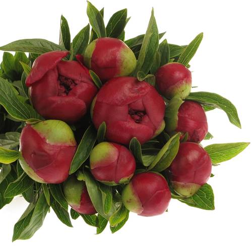 Pfingstrose rot Champ    45cm